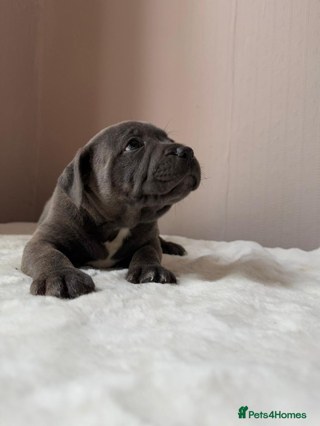 Staffordshire Bull Terrier dogs for sale: BLUEDOGCITY PHARON AT BULLSCAFF X WEDNESDAY ADDAMS - Image 12