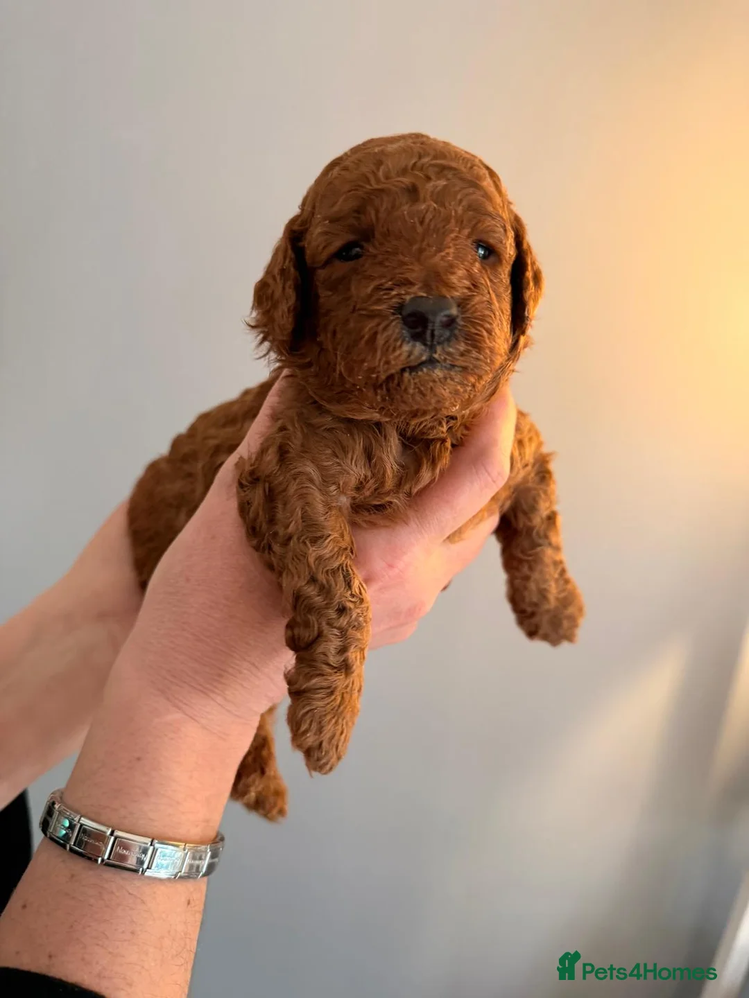 Toy Poodle dogs for sale: Brothers and sisters  - Advert 10