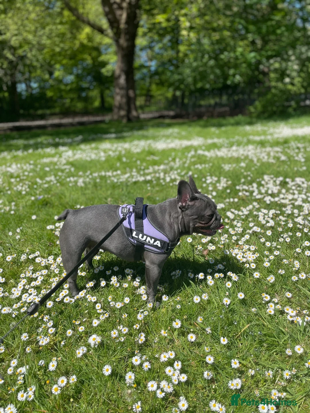 French Bulldog dogs for sale: Mother & daughter  in Liverpool - Advert 2