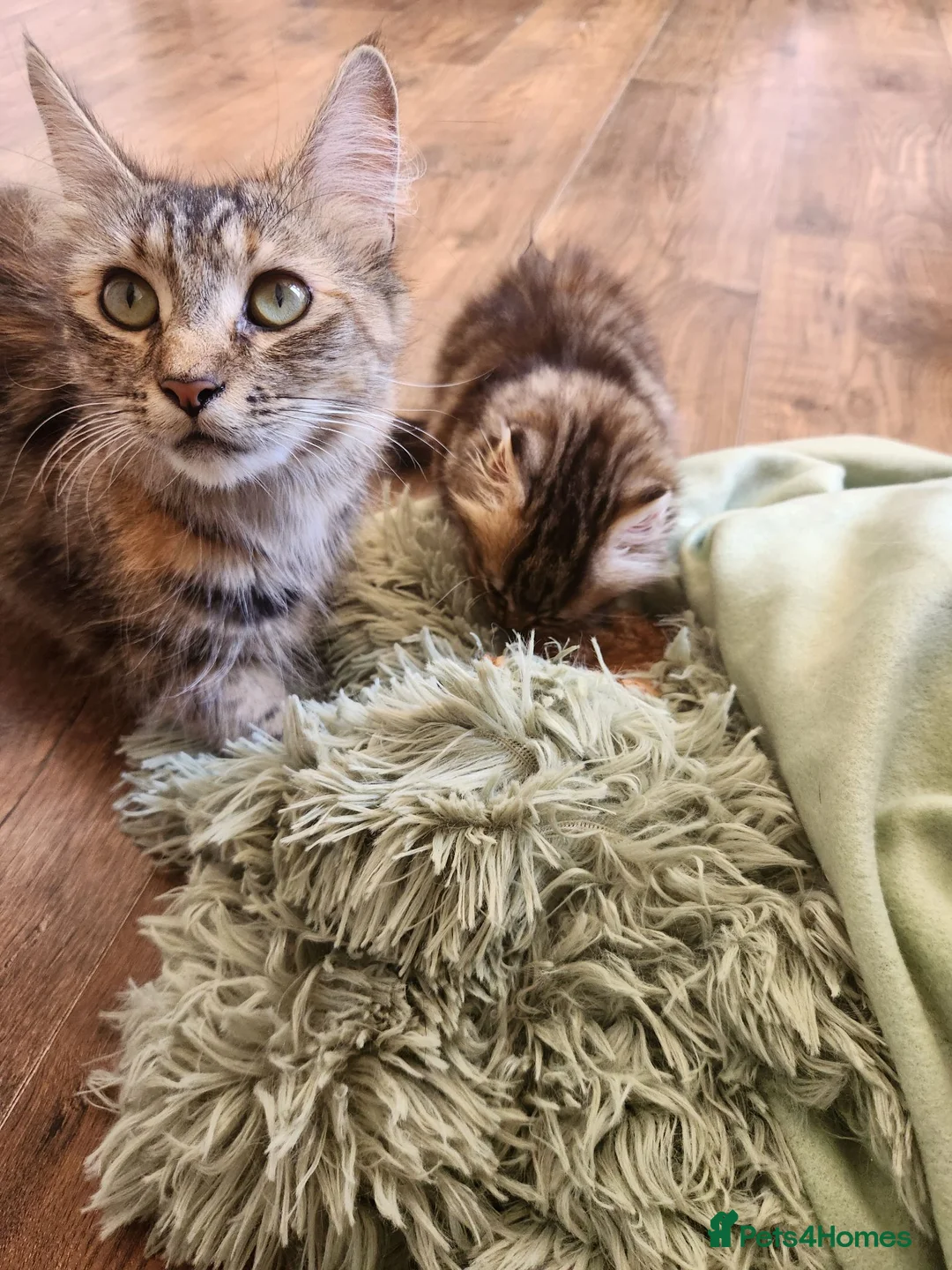 Maine Coon cats for sale: Little miss singleton  - Advert 2