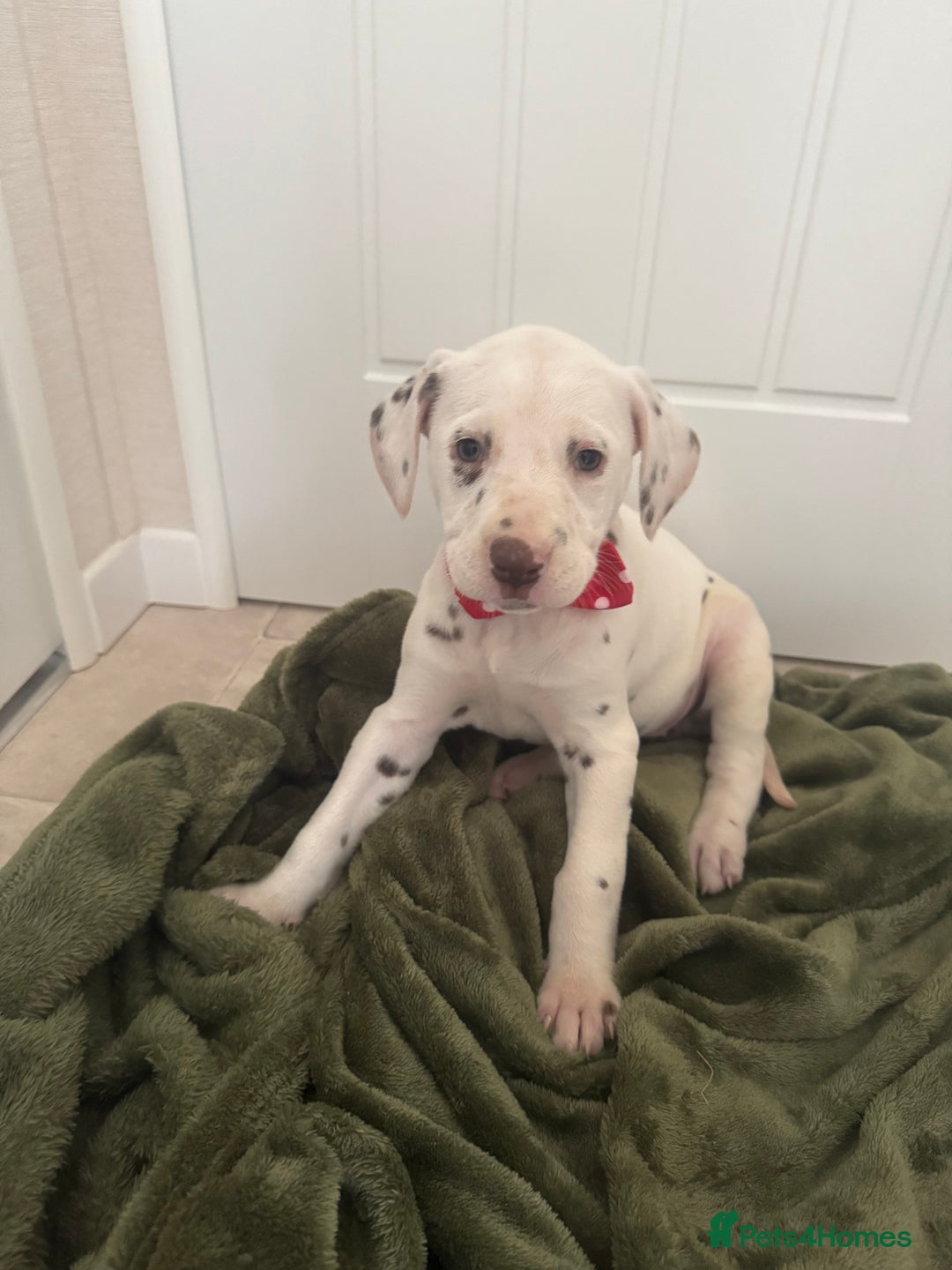 Dalmatian dogs for sale: Dalmatian puppys - Advert 8