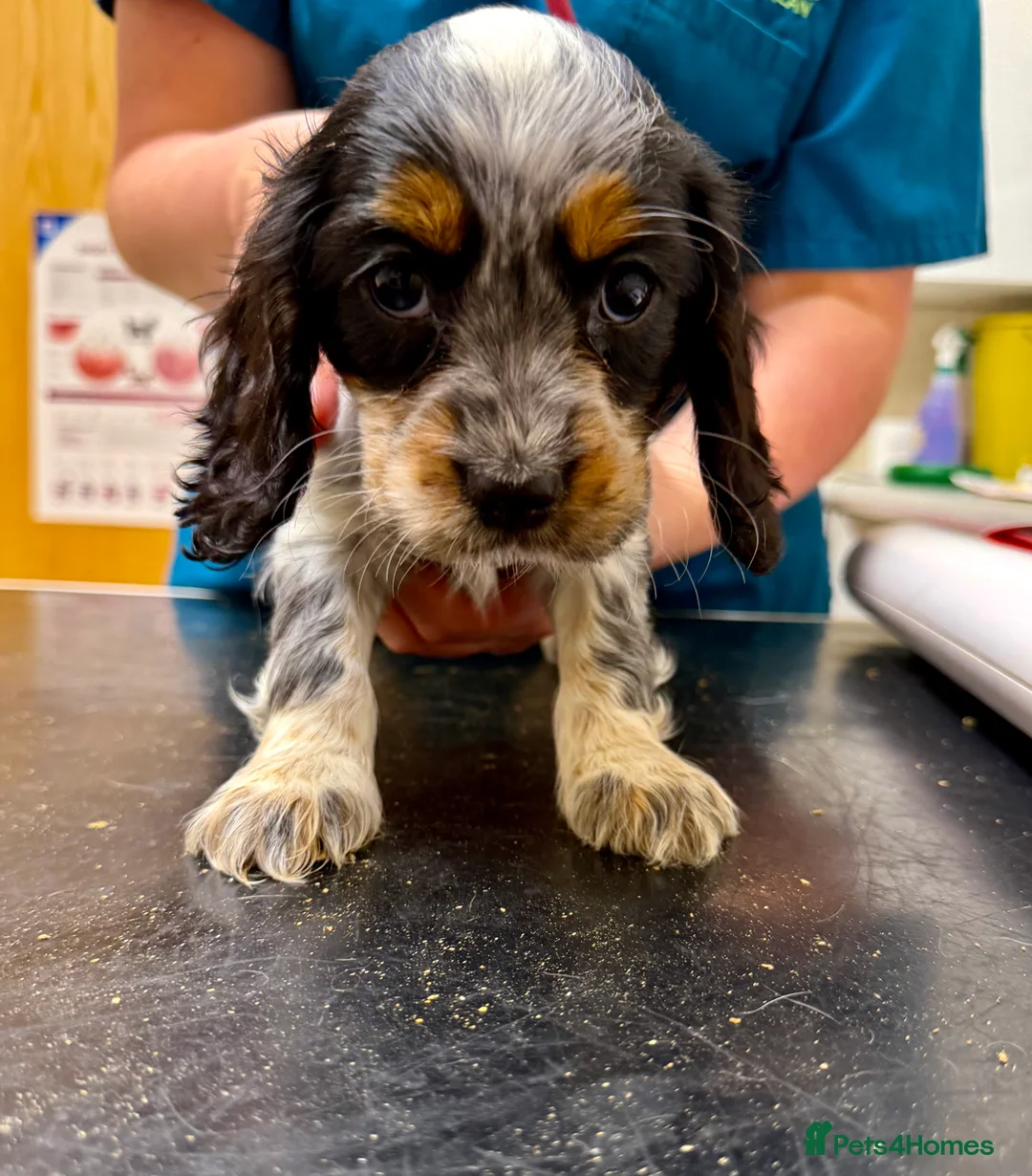 Cocker Spaniel dogs for sale: Stunning ideal family pups  - Advert 26