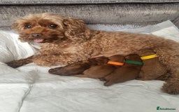 Cavapoo dogs for sale: F1bb cavapoo's  - Image 13
