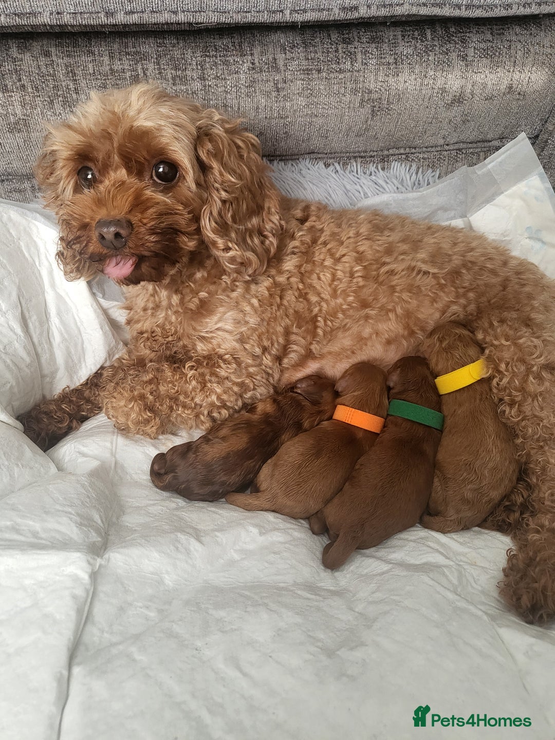 Cavapoo dogs for sale: F1bb cavapoo's  - Image 13