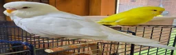 Budgerigars birds for sale: Young Budgies: Semi-tamed Lutino & Albino for sale - Advert 6
