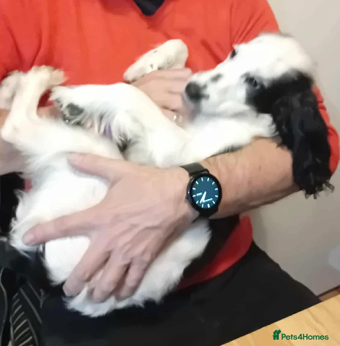 Cockapoo dogs for sale: Female Cockapoo 9 months old - Advert 3