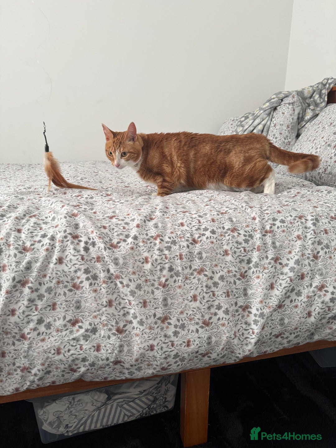 Mixed Breed cats for sale: Marla ginger cat  - Advert 37