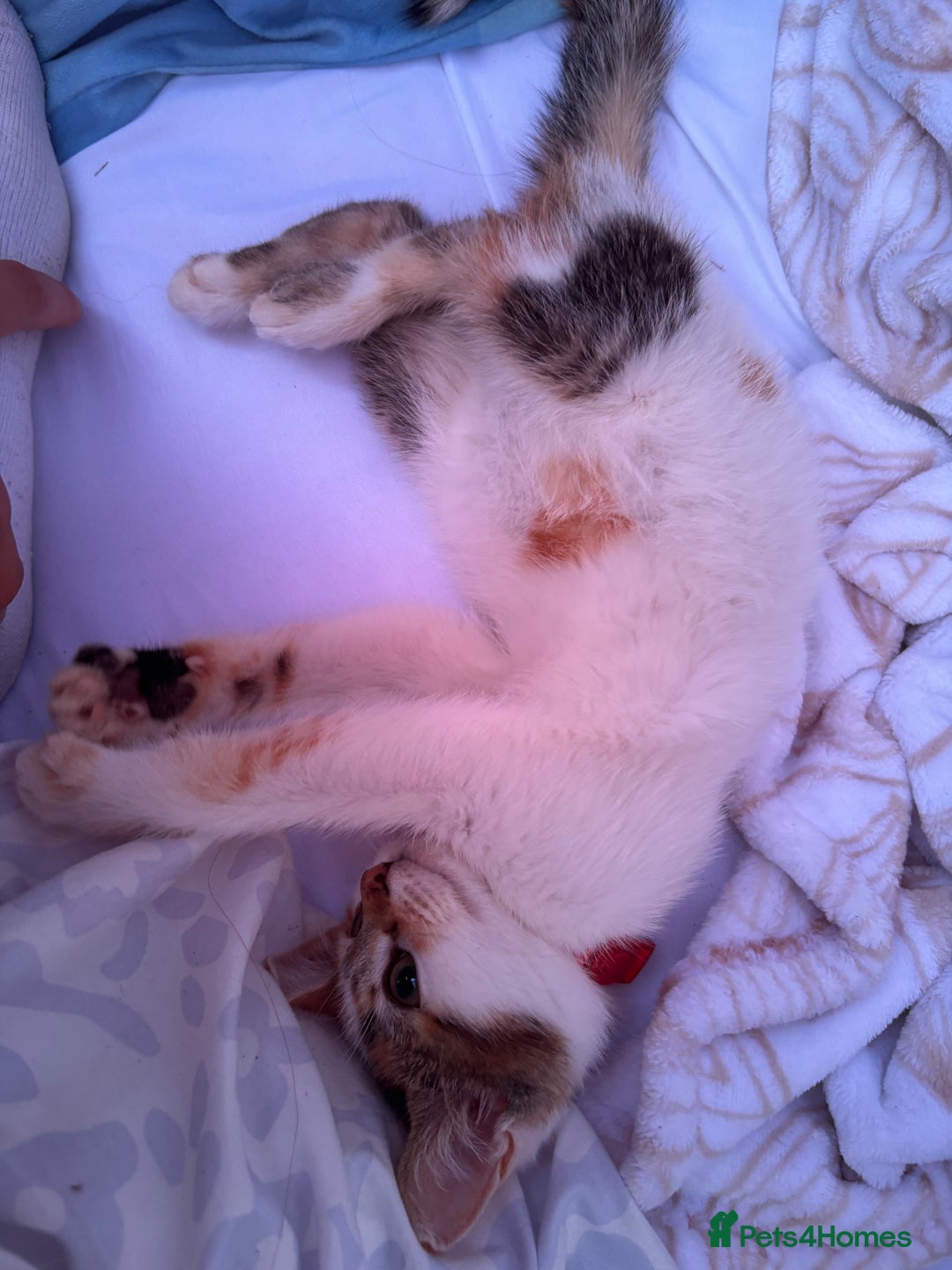 Mixed Breed cats for sale: Kitten for sale - Image 2