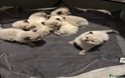 Ragdoll cats for sale: Ragdoll - Image 1