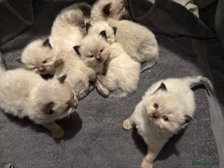 Ragdoll cats - Advert 8