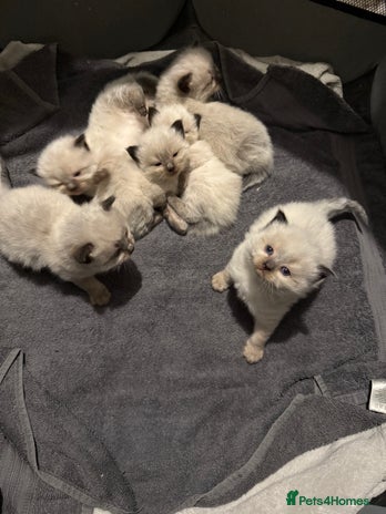 Ragdoll cats - Advert 1