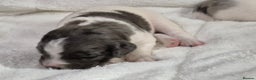 Sprollie dogs for sale: 3/4 Springer Spaniel Puppies  - Advert 8