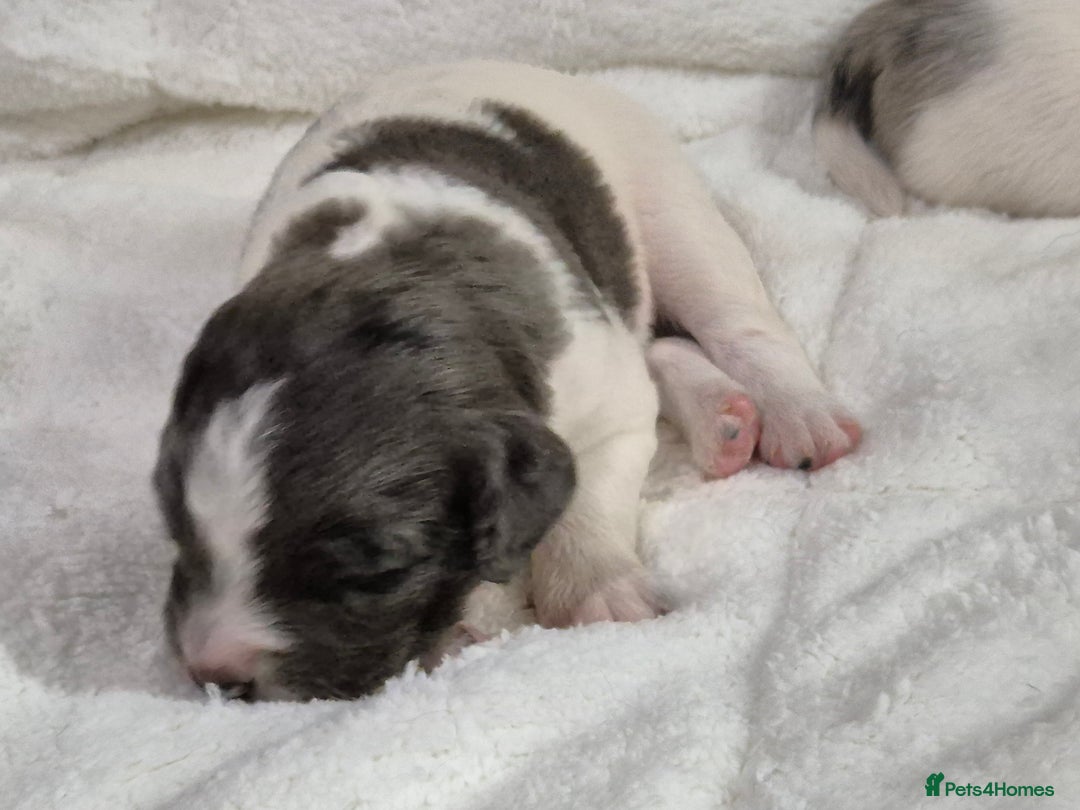 Sprollie dogs for sale: 3/4 Springer Spaniel Puppies  - Advert 8