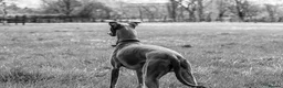 Whippet dogs for stud: Whippet stud dog in Somerton - Advert 4