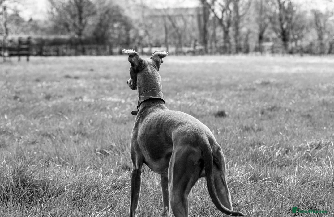 Whippet dogs for stud: Whippet stud dog in Somerton - Advert 4