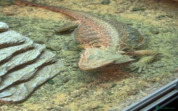 Bearded Dragon reptiles for sale:  Female Bearded dragon and full vivarium set up. - Image 6