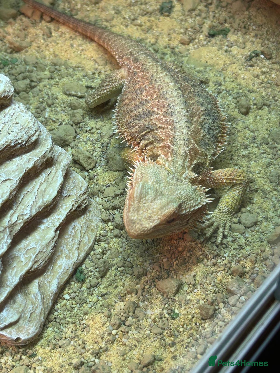 Bearded Dragon reptiles for sale:  Female Bearded dragon and full vivarium set up. - Image 6