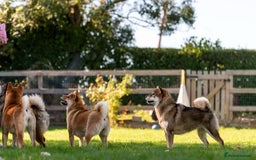 Japanese Shiba Inu dogs for sale: “LAST SESAME BOY  • Champion Broadlands Lineage” - Image 33