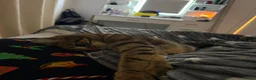 Bengal cats for sale: Bengal for new home asap!  - Advert 3