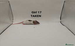 Rat rodents for sale: OCT: 32 Rats (7 Rats: 4 Boys, 3 Girls Left) - Advert 28