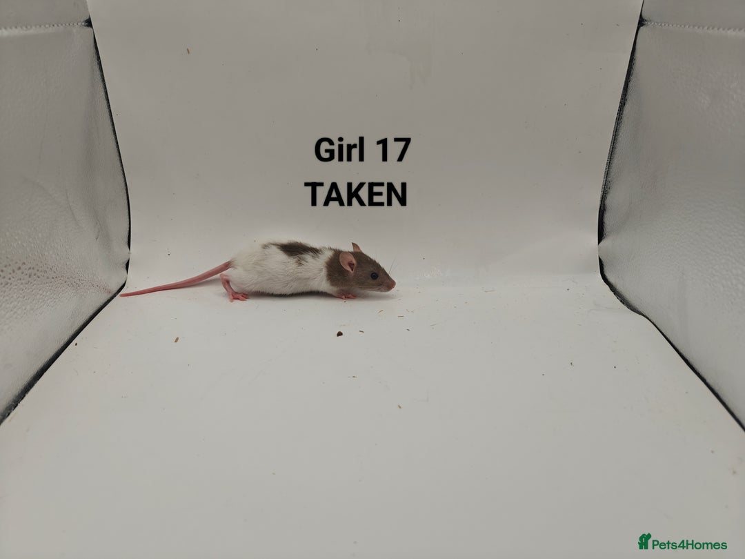 Rat rodents for sale: OCT: 32 Rats (7 Rats: 4 Boys, 3 Girls Left) - Advert 28