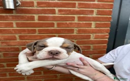 Olde English Bulldogge dogs for sale: OLDE ENGLISH BULLDOGGE PUPPIES in Epping - Image 26