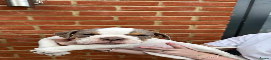 Olde English Bulldogge Puppy 5🩵