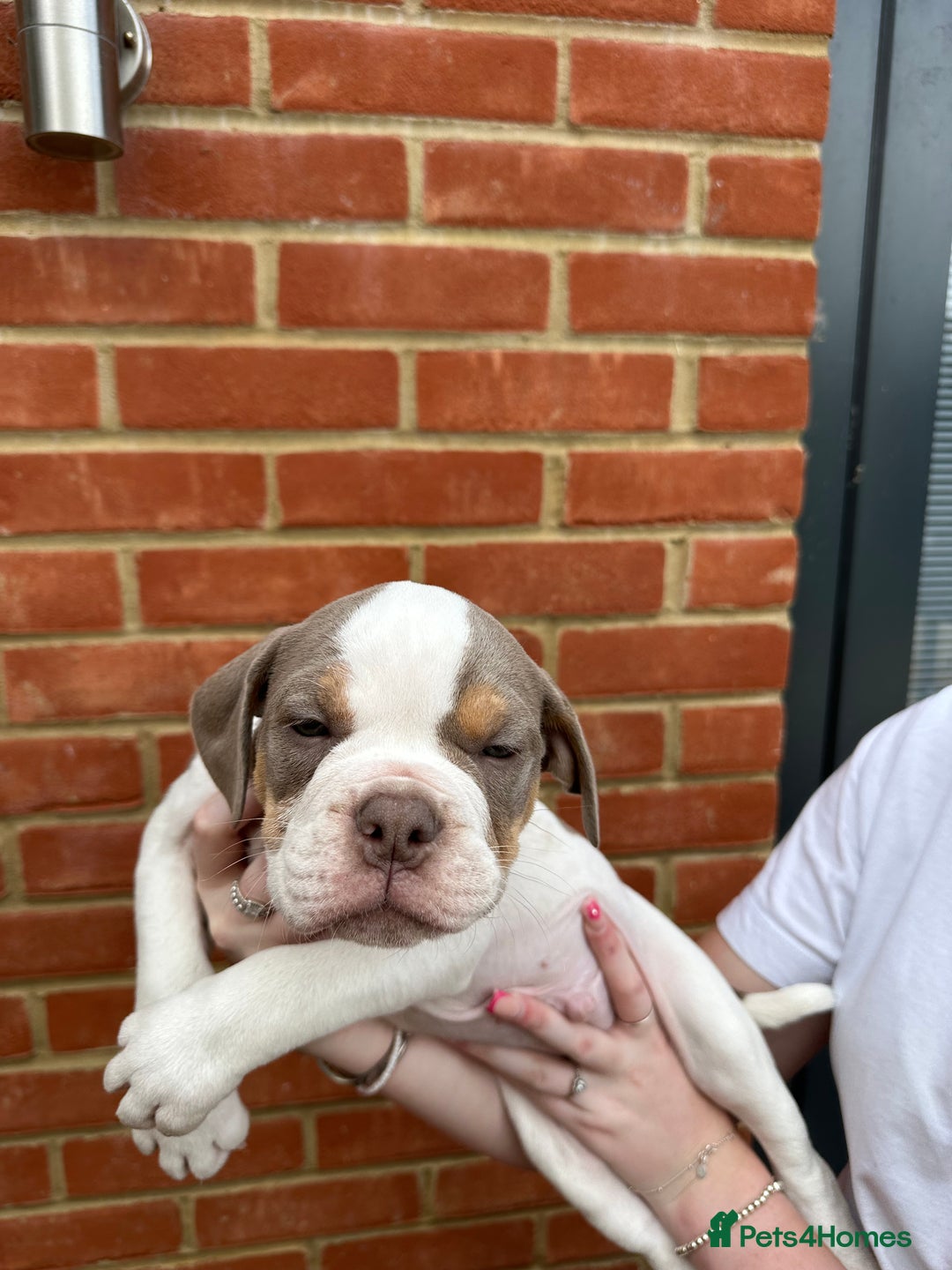Olde English Bulldogge dogs for sale: OLDE ENGLISH BULLDOGGE PUPPIES in Epping - Image 26
