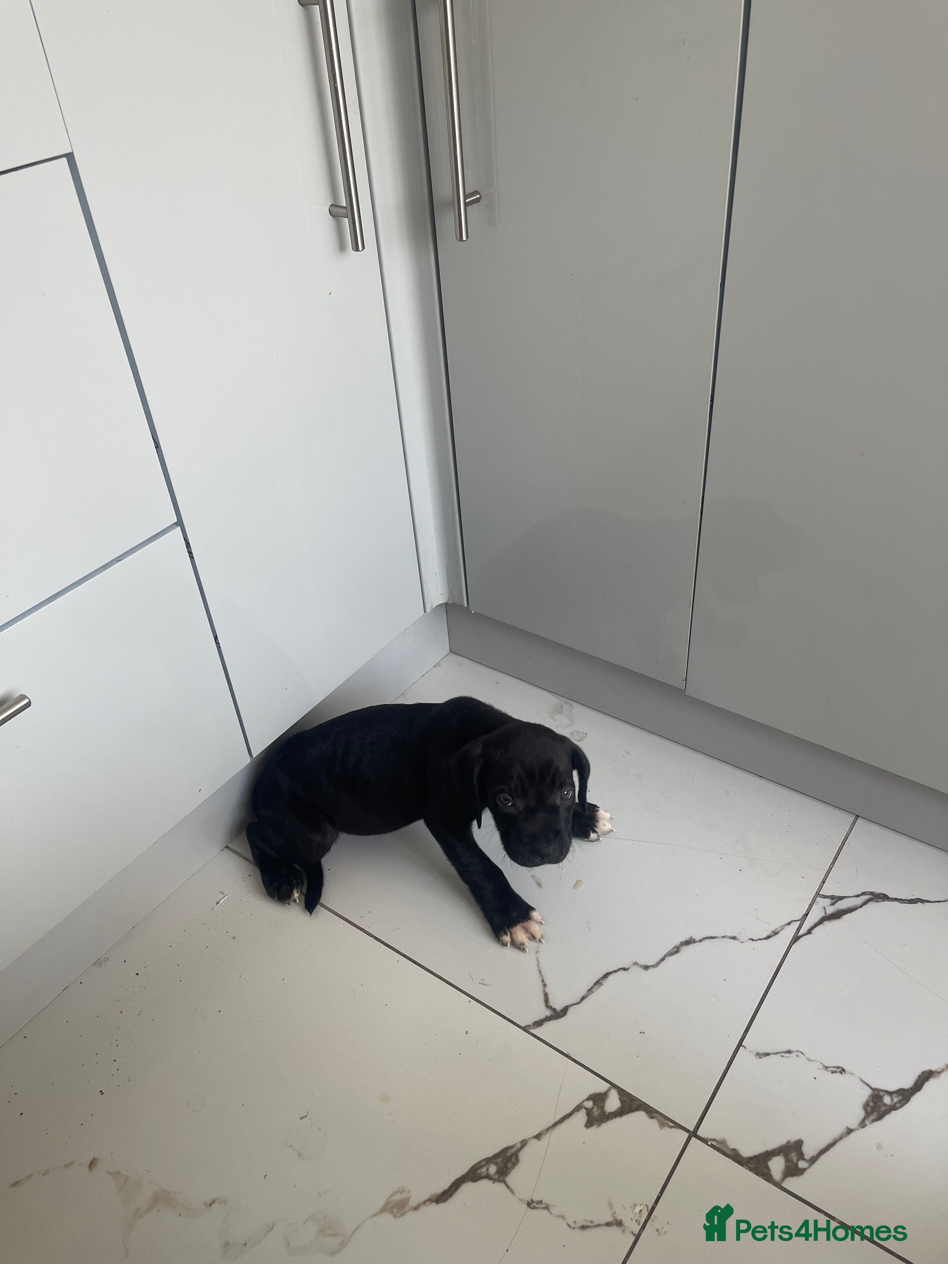 Mixed Breed dogs Cane Corsa x Bullmastiff - Advert 2
