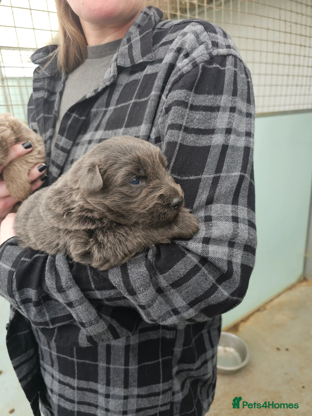 German Shepherd dogs for stud: Kc health tested solid isabella gsd in Bedford - Advert 9