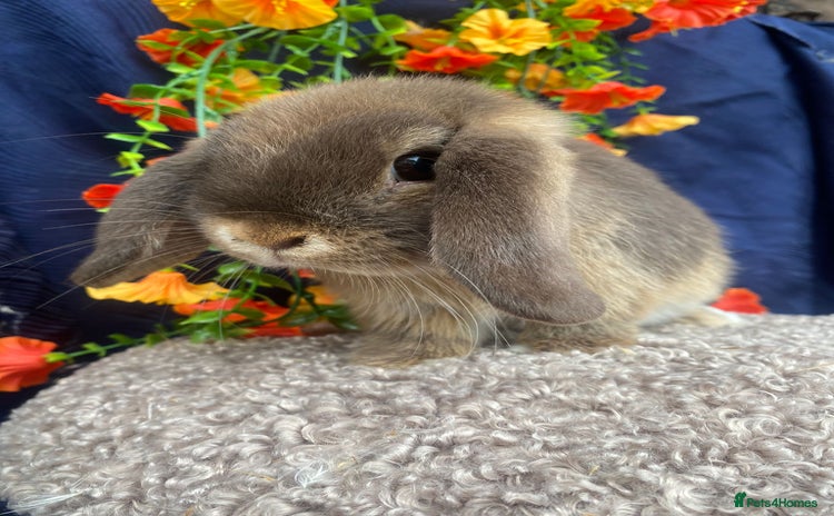 Mini Lop rabbits - Advert 2