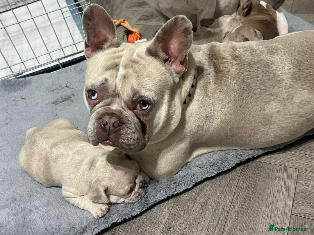 French Bulldog dogs for sale: 1 male French Bulldog Pup left  - Advert 18