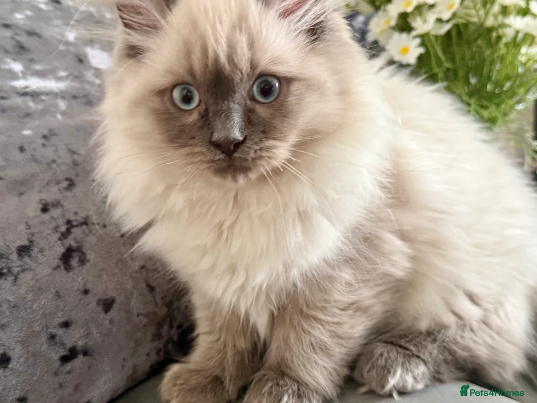 Mixed Breed cats for sale: Ragdoll/Persian kittens - Advert 1