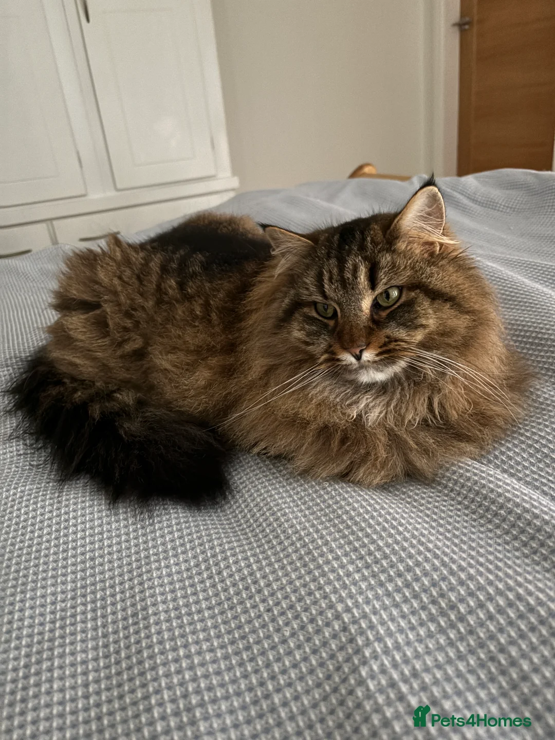 Siberian cats for sale: Stanley the cuddly Siberian - Advert 2