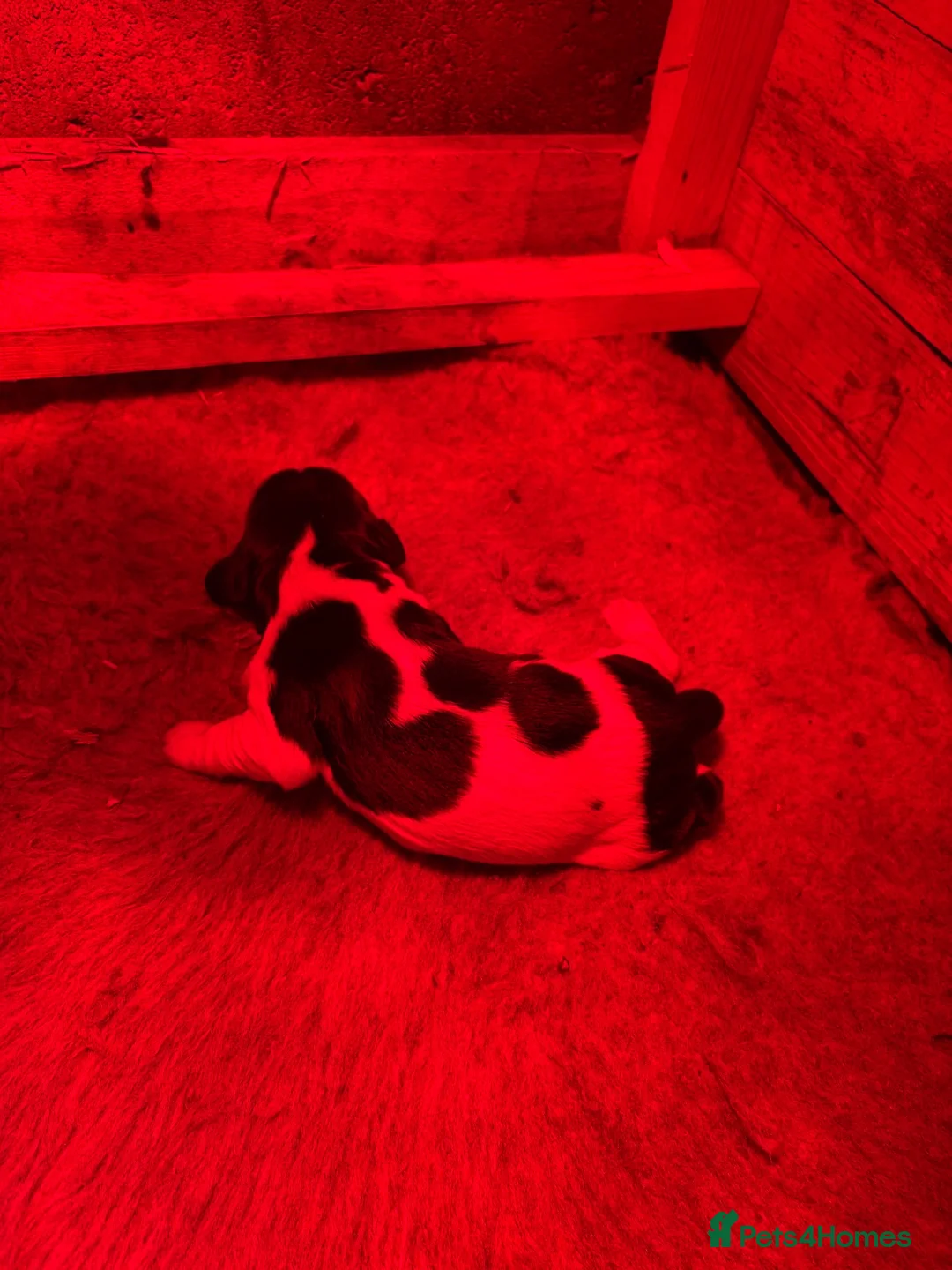 English Springer Spaniel dogs for sale: 1 lovely black and white springer spaniel  - Advert 2