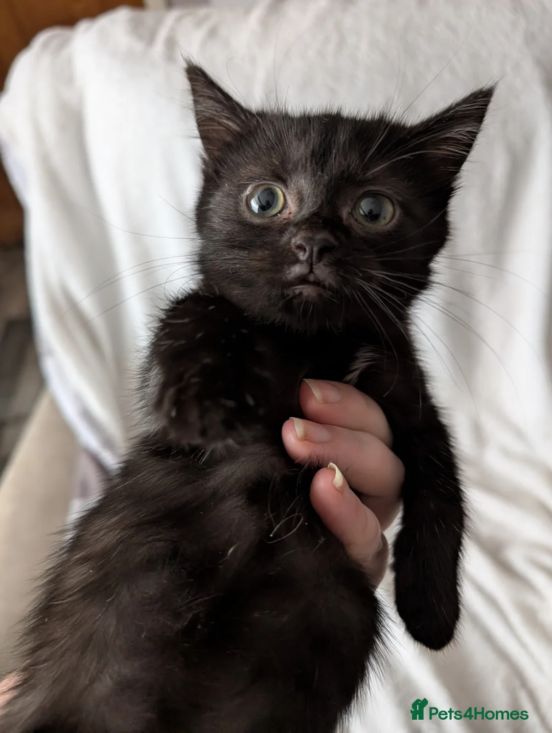 Ragdoll cats for sale: Ragdoll kittens  - Advert 9