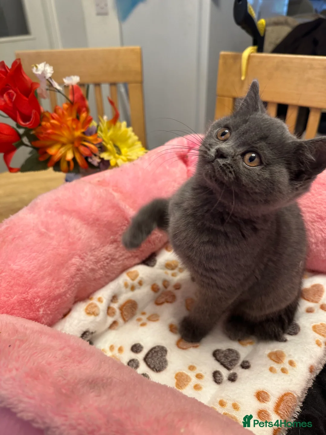 British Shorthair cats for sale: British Shorthair Blues - Advert 9