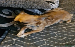 Mixed Breed dogs for sale: Jackawawa - Image 3