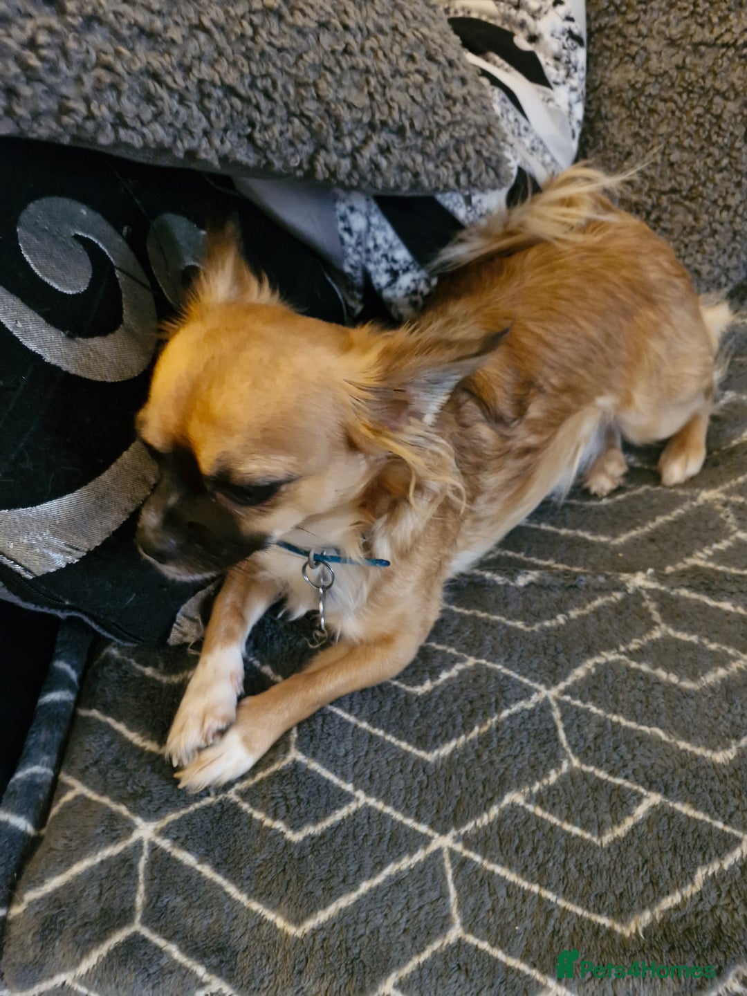 Mixed Breed dogs for sale: Jackawawa - Image 3