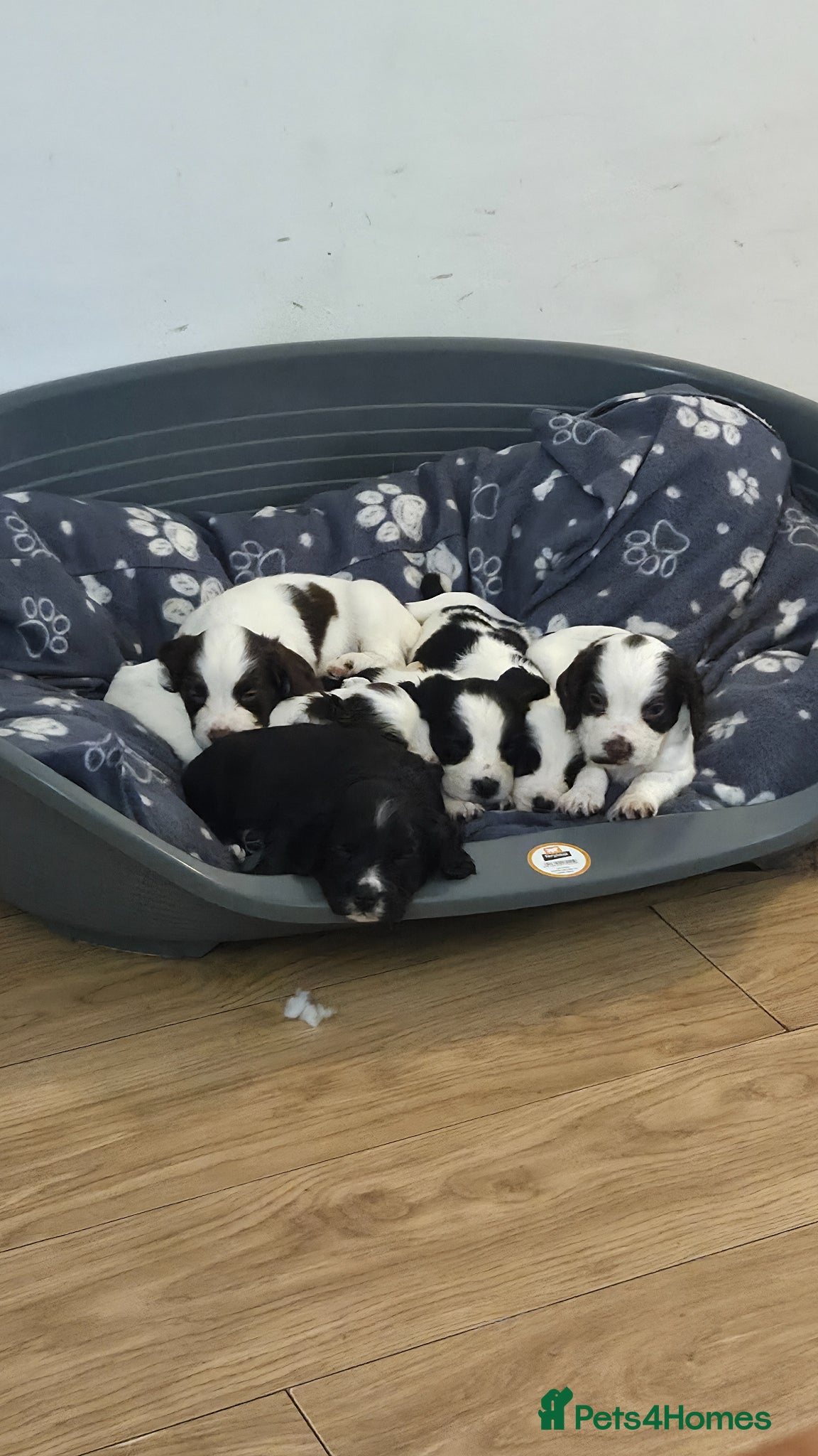 Sprocker dogs for sale: Six Springer/Cocker Spaniels.  - Advert 4