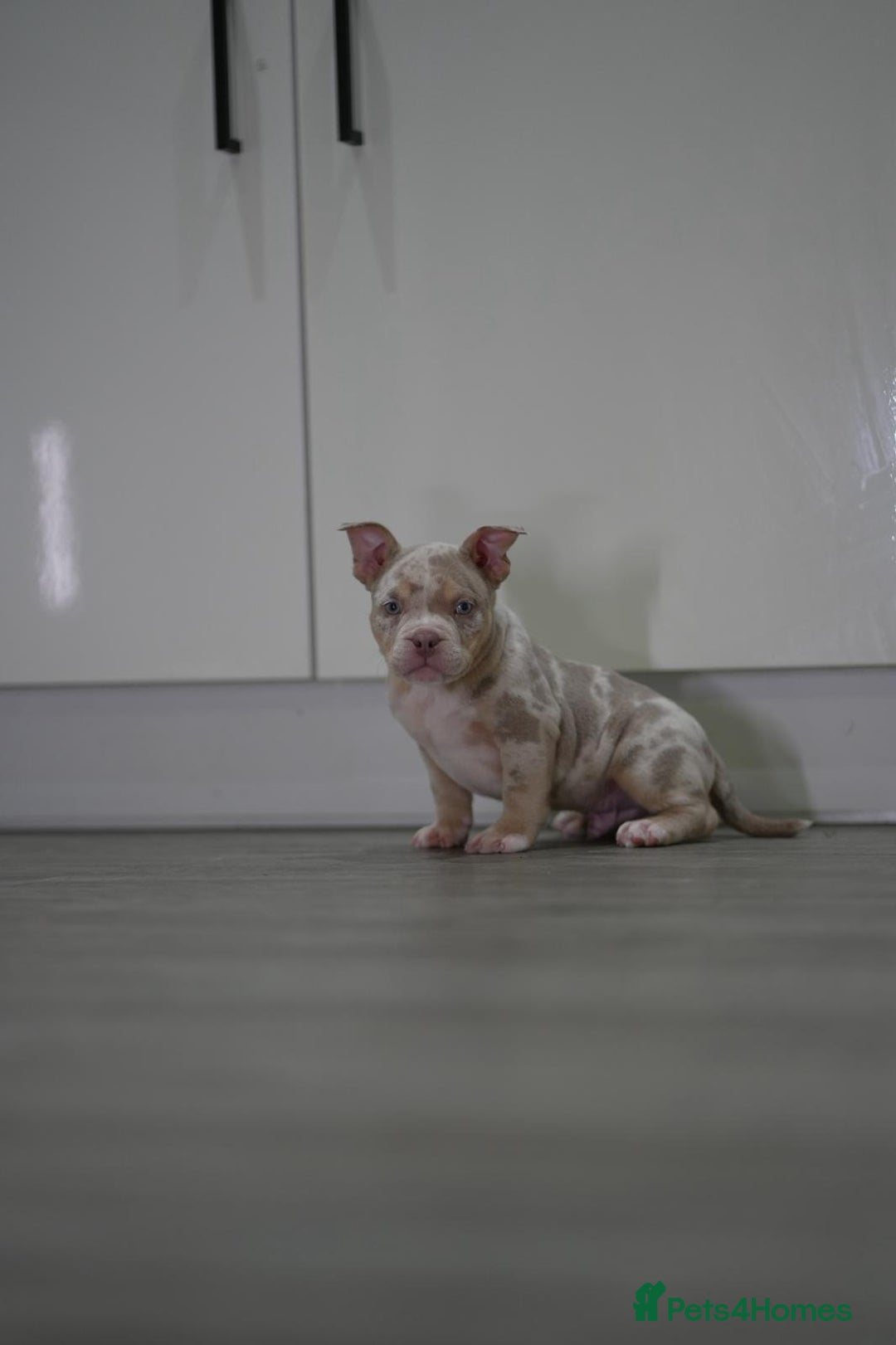 American Bully dogs for sale: Mirco bully- perfect and ready to go.  - Advert 12
