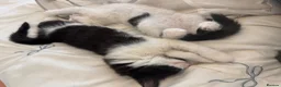 Mixed Breed cats for sale: Beautiful fluffy kittens  in Pudsey - Advert 9