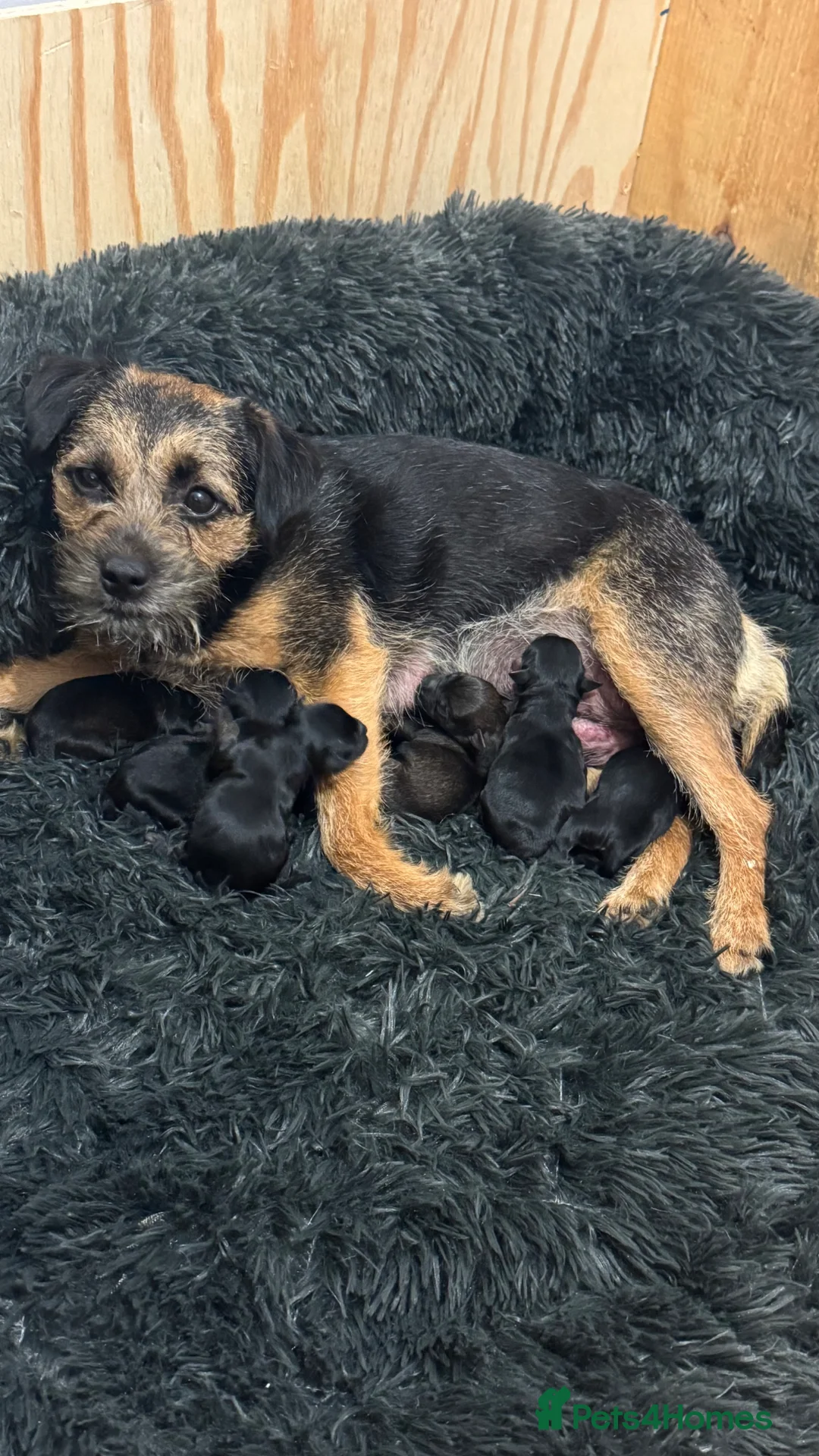 Border Terrier dogs for sale: Border terrier  - Advert 2