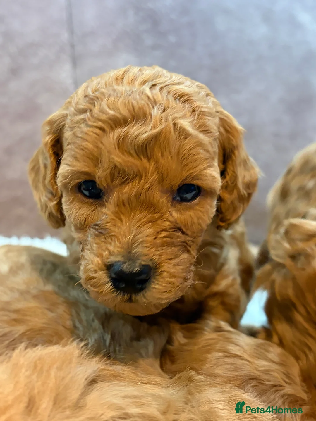 Toy Poodle dogs for sale: Toy poodle puppies in Berwick-upon-Tweed - Advert 4