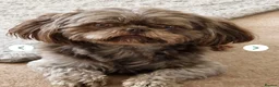 Shih Tzu dogs for sale: Stunning pedigree Imperial Shih Tzu Puppies - Advert 9