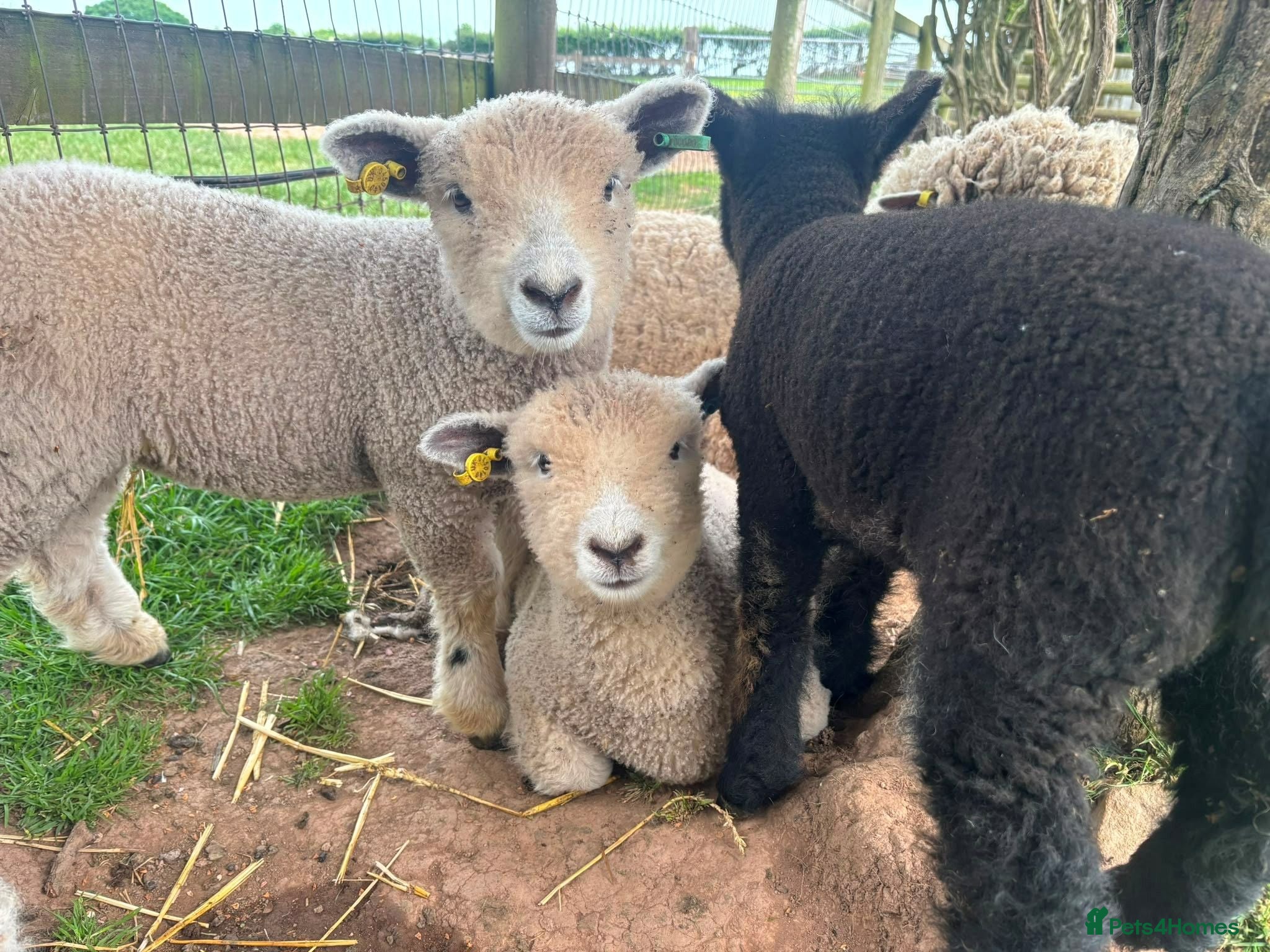 Sheep livestock 6 Ryeland Lambs Looking for New Homes - Advert 2