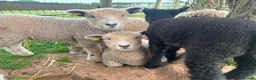 Sheep livestock for sale: 6 Ryeland Lambs Looking for New Homes - Advert 1