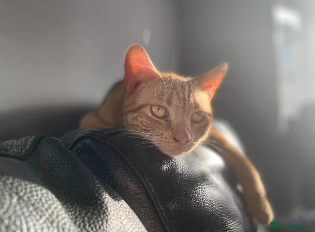 Mixed Breed cats for sale: Loving indoor cat -AMBER- looking for new home - Image 2