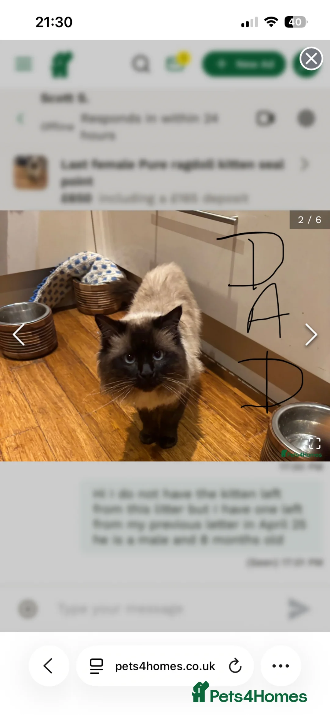 Ragdoll cats for sale: Purebred ragdolls seal points  - Advert 5