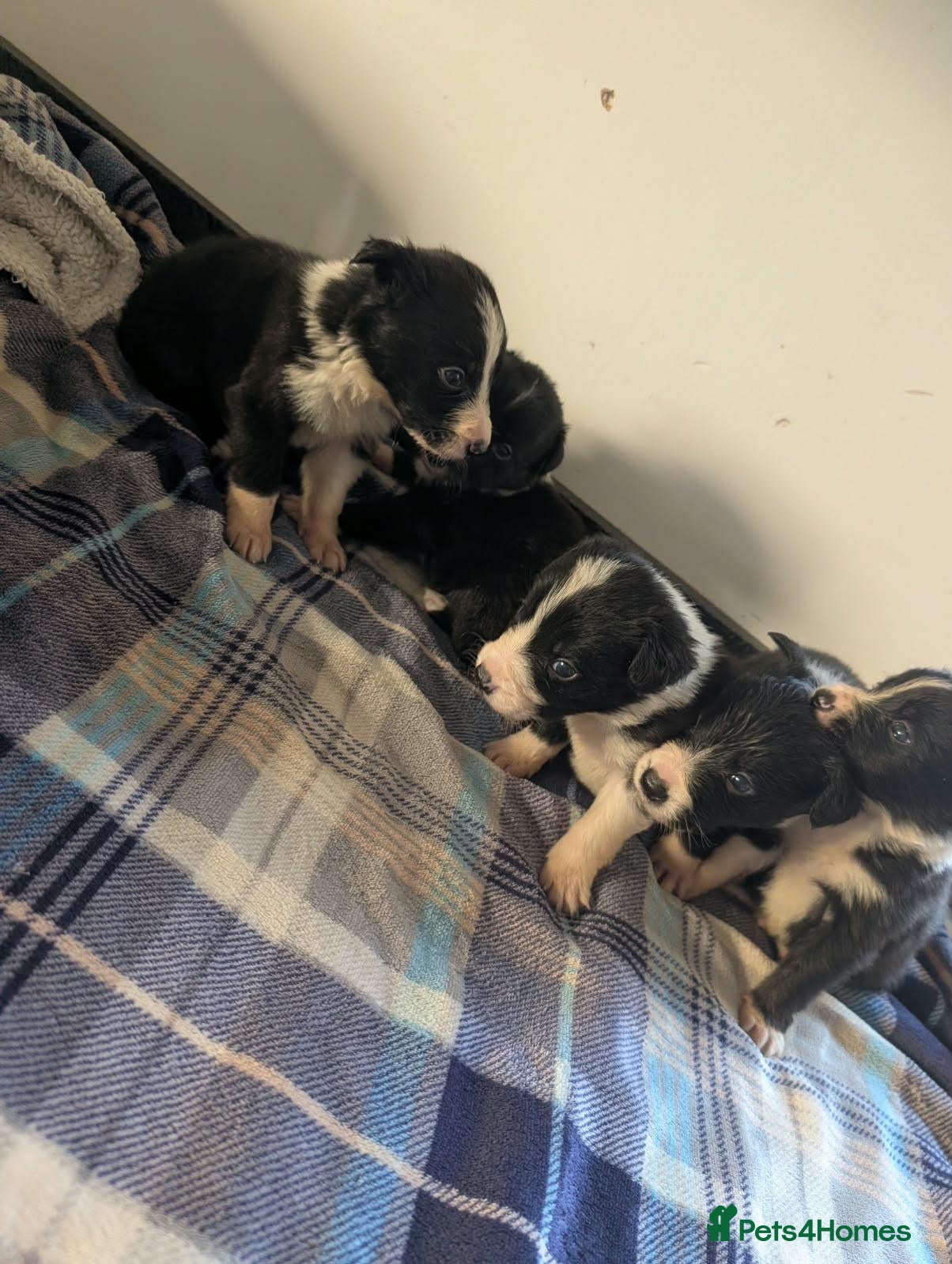 Border Collie dogs Isds registered border collie pups  - Advert 2
